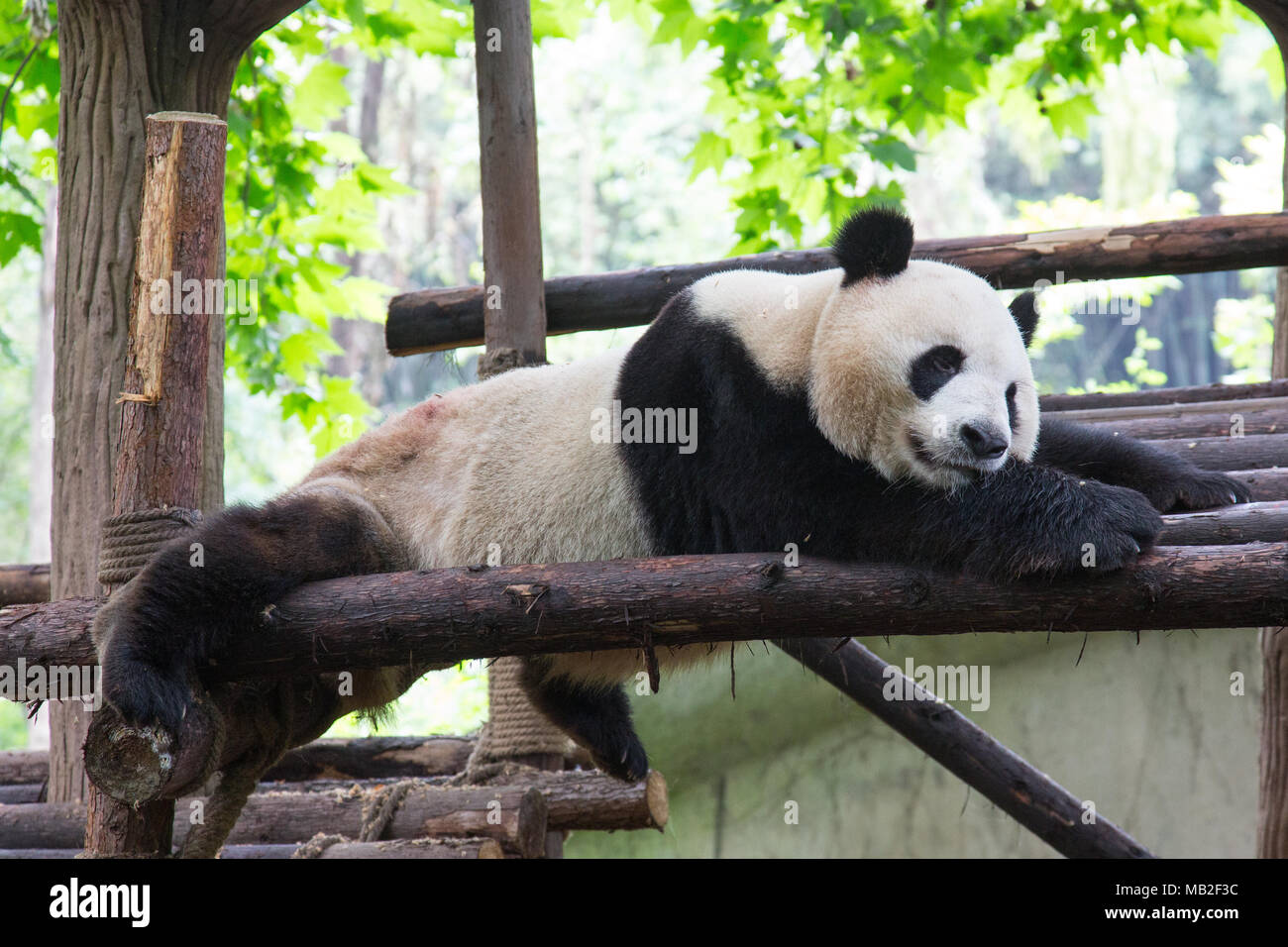 Giant panda eating bamboo grass Stock Photo
