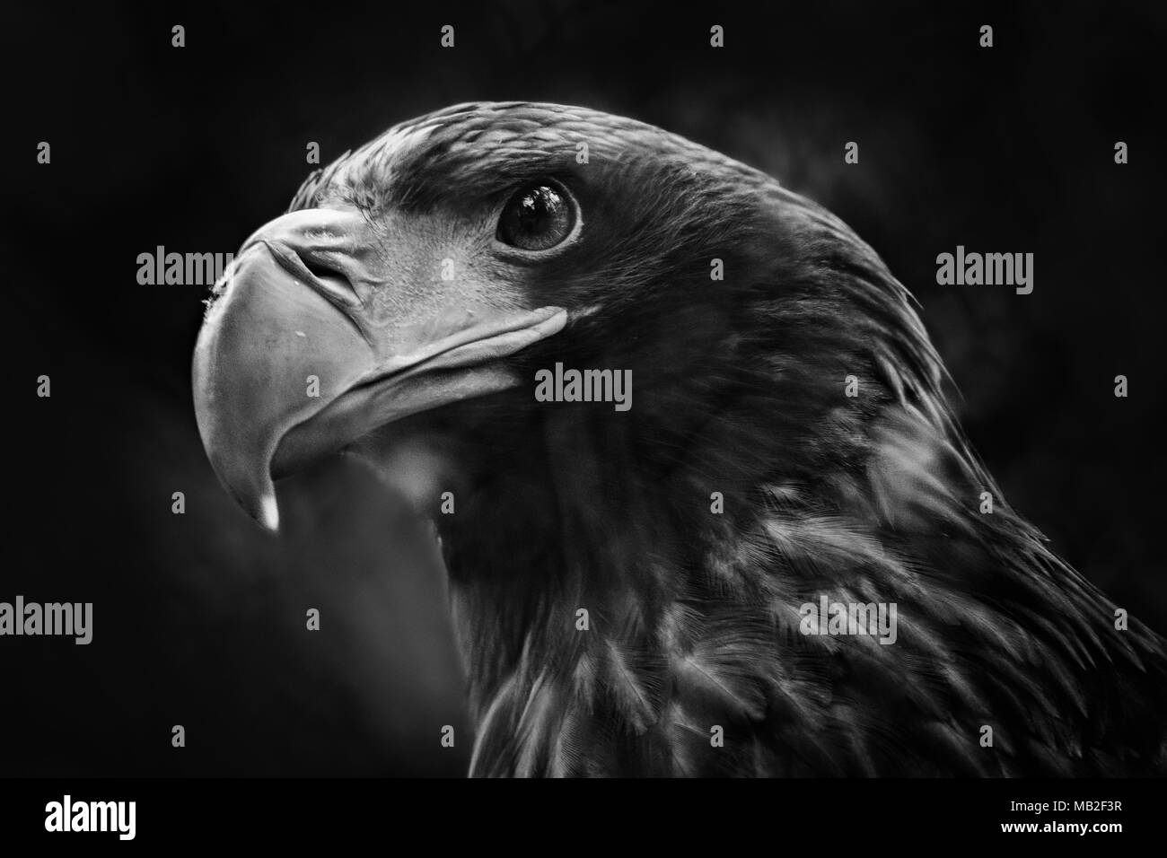 Portrait of a Steller's sea eagle close up in black and white Stock Photo