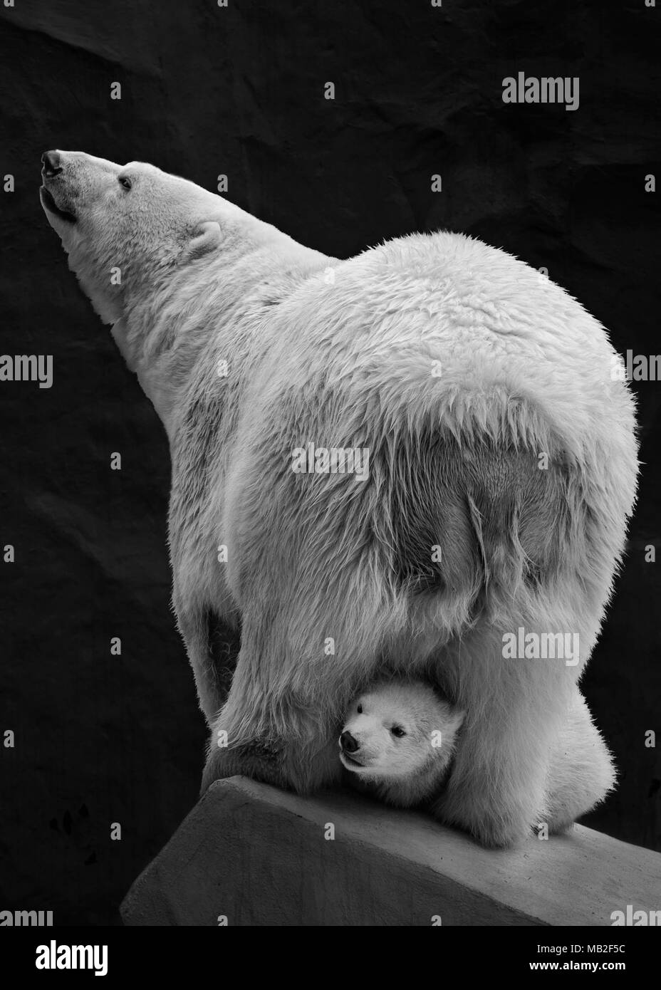 Curiosity teddy-bear plays with mum polar bear, on an isolated black background Stock Photo