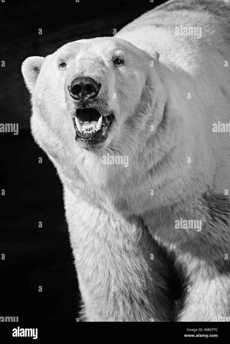 Polar bear isolated on Black and White Stock Photos & Images - Alamy