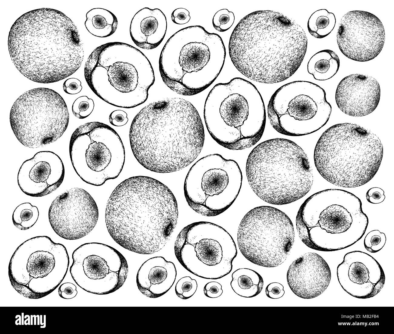 Exotic Fruits, Illustration Wallpaper Background of Hand Drawn Sketch Davidson Plums or Davidsonia Fruits. High in Vitamin C with Essential Nutrient f Stock Photo