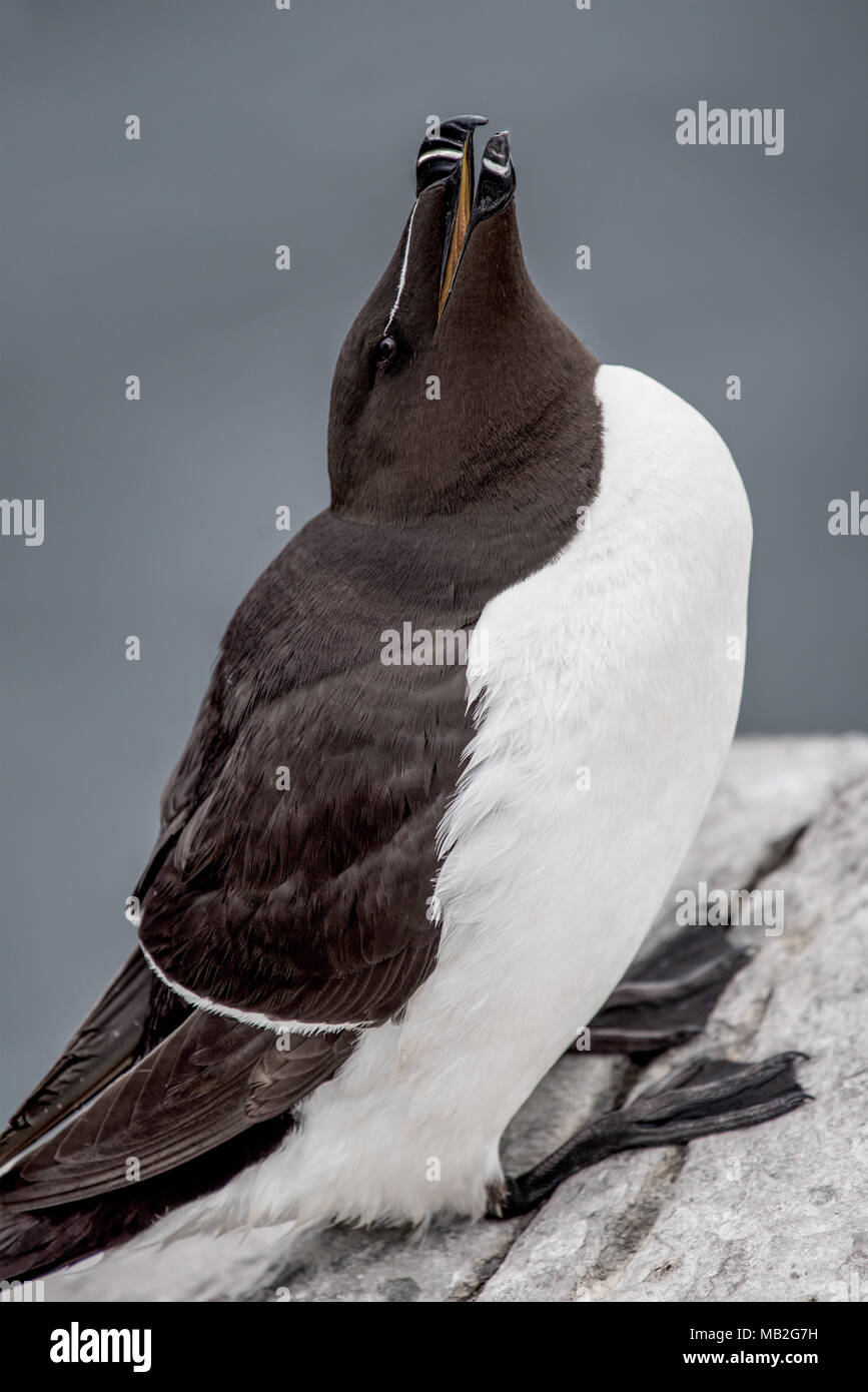 on the Farne Islands, a British nature reserve, famous for birdwatching Stock Photo