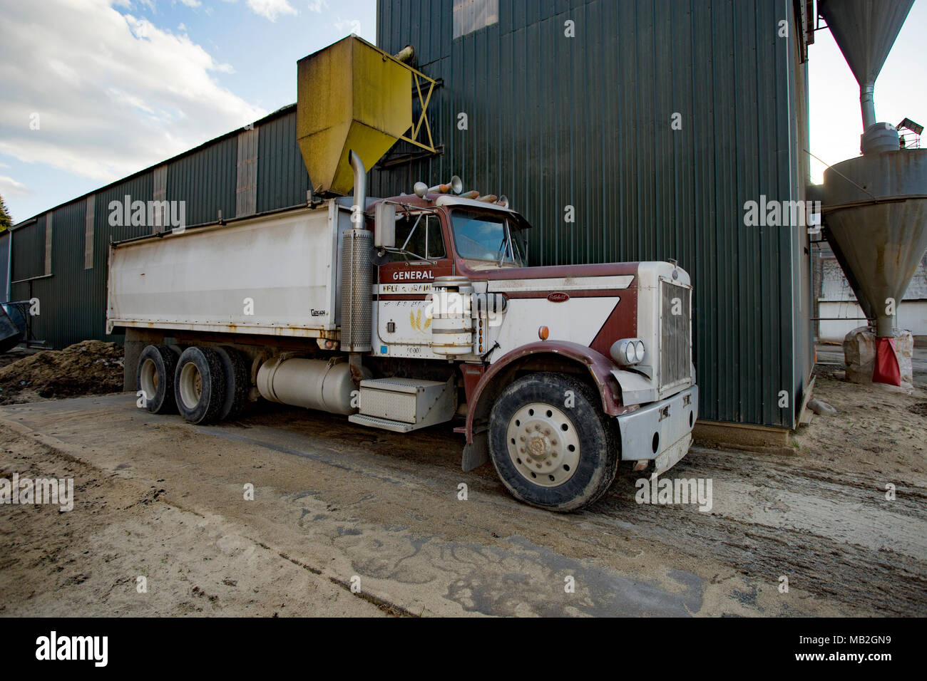 A Peterbilt twin axle truck used to haul chafe, under a chute at