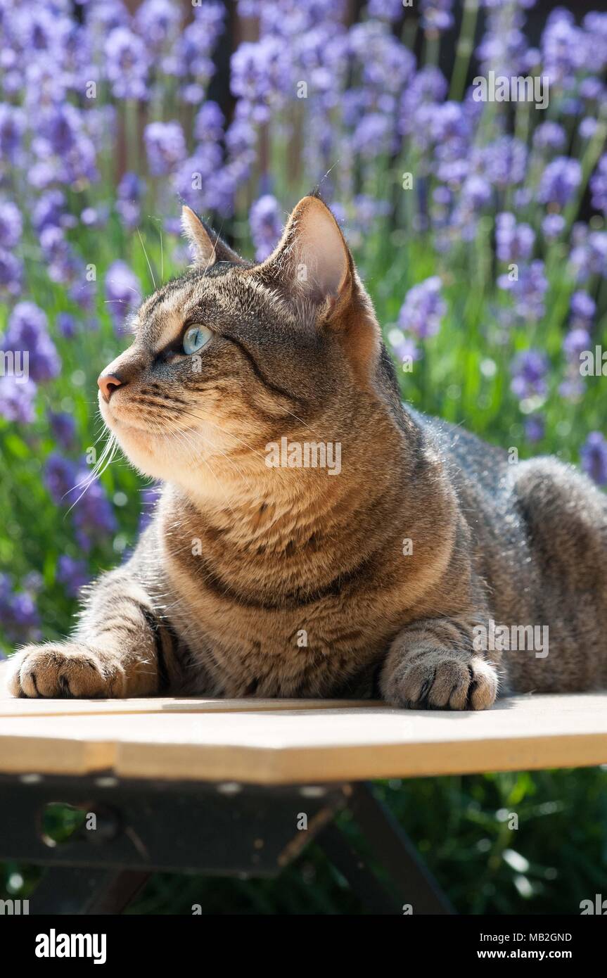 Close up of a beautiful cat in a garden on a sunny summer's day surrounded by Lavender.  Bengal stripes. Stock Photo