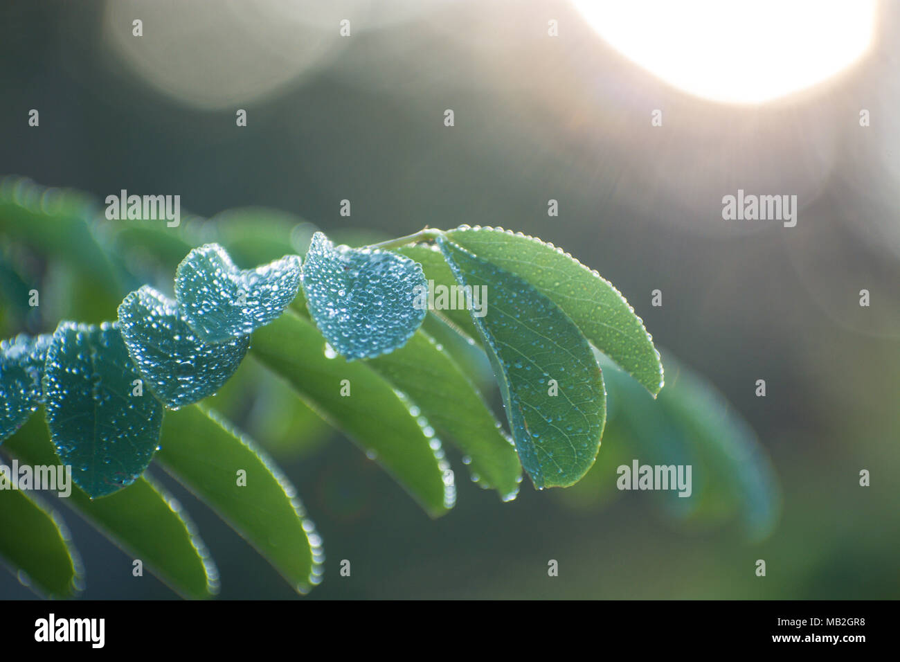 acacia tree branch green leaves. Green blured background Stock Photo