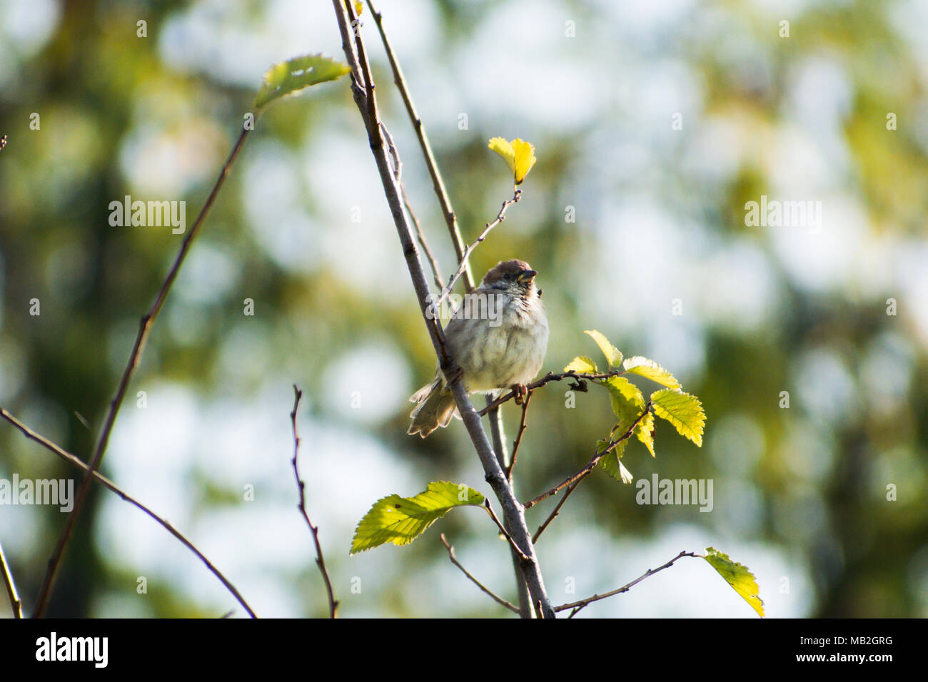The Eurasian tree sparrows (Passer montanus) Tree sparrow sitting on a branch Stock Photo
