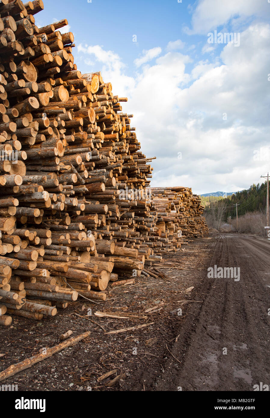 Stacks of pulp grade logs line the mill road, on the yard, at Fodge Pulp Products, in Bonners Ferry, Idaho.   Fodge Pulp Products is a pulp wood proce Stock Photo