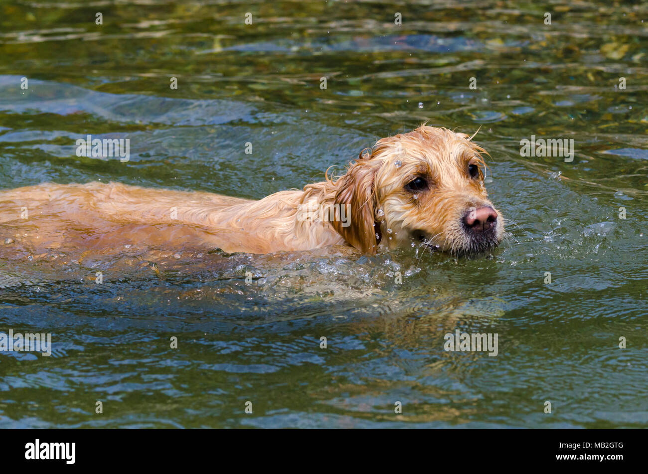 golden retriever running fast in the water of a lake Stock Photo - Alamy