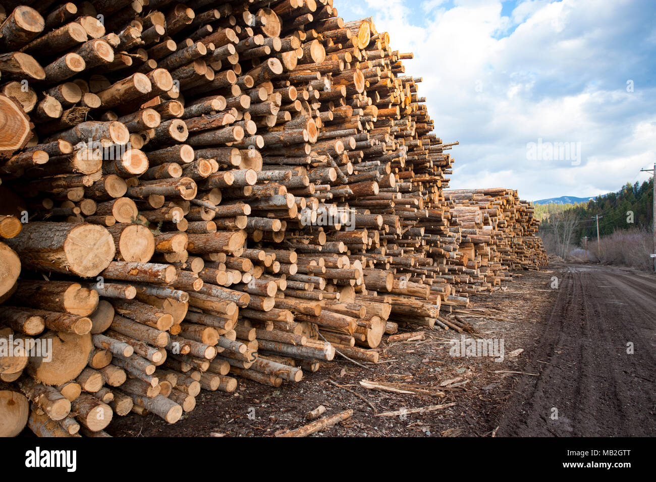 Stacks of pulp grade logs line the mill road, on the yard, at Fodge