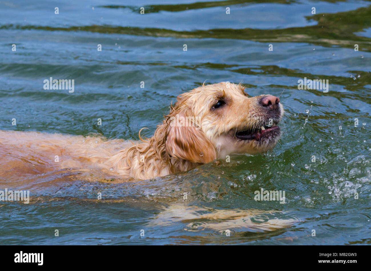 golden retriever running fast in the water of a lake Stock Photo - Alamy