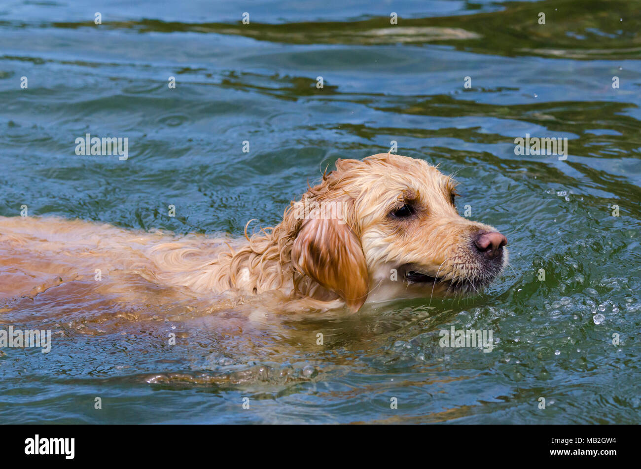 golden retriever running fast in the water of a lake Stock Photo - Alamy