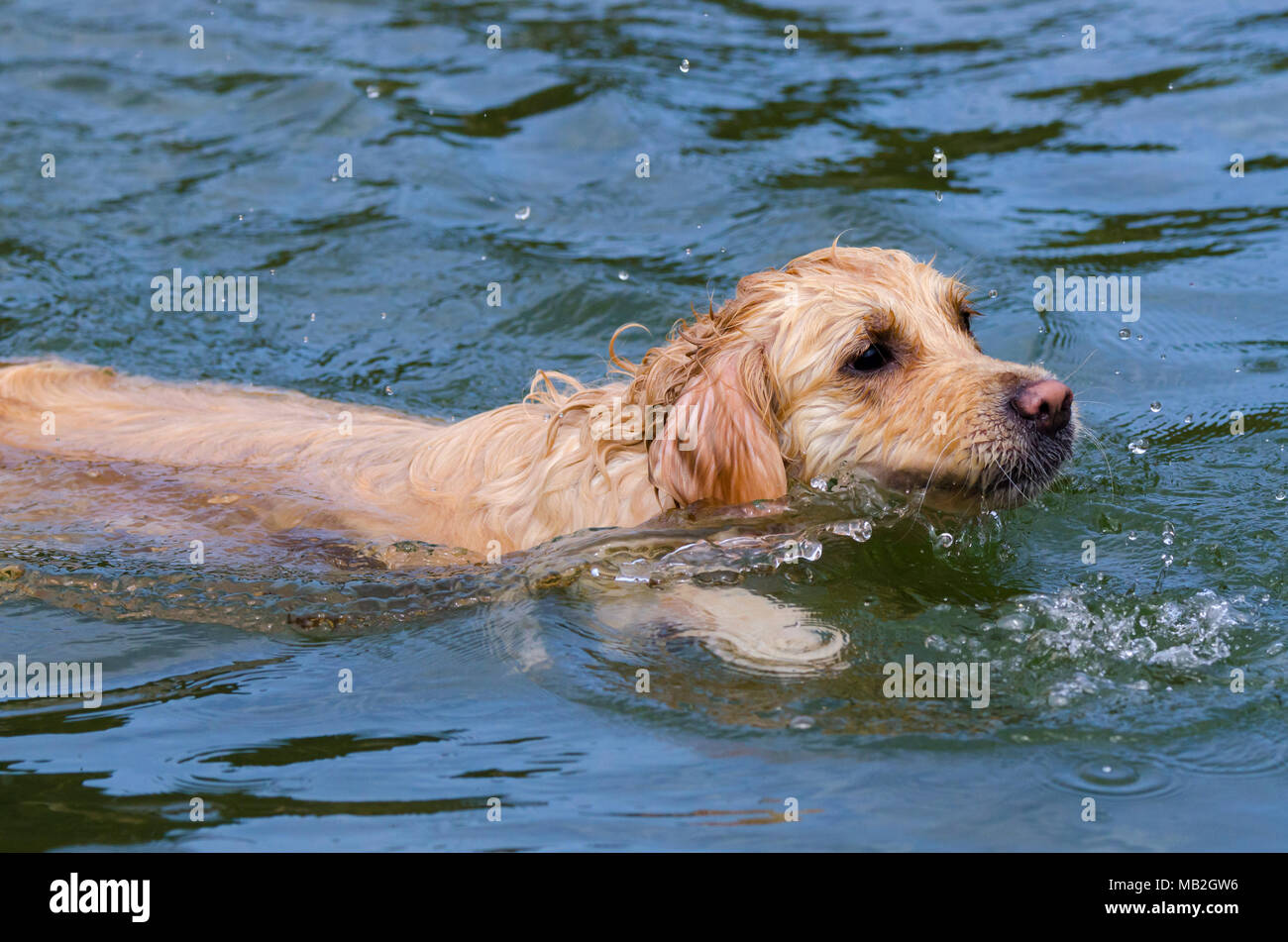 golden retriever running fast in the water of a lake Stock Photo - Alamy