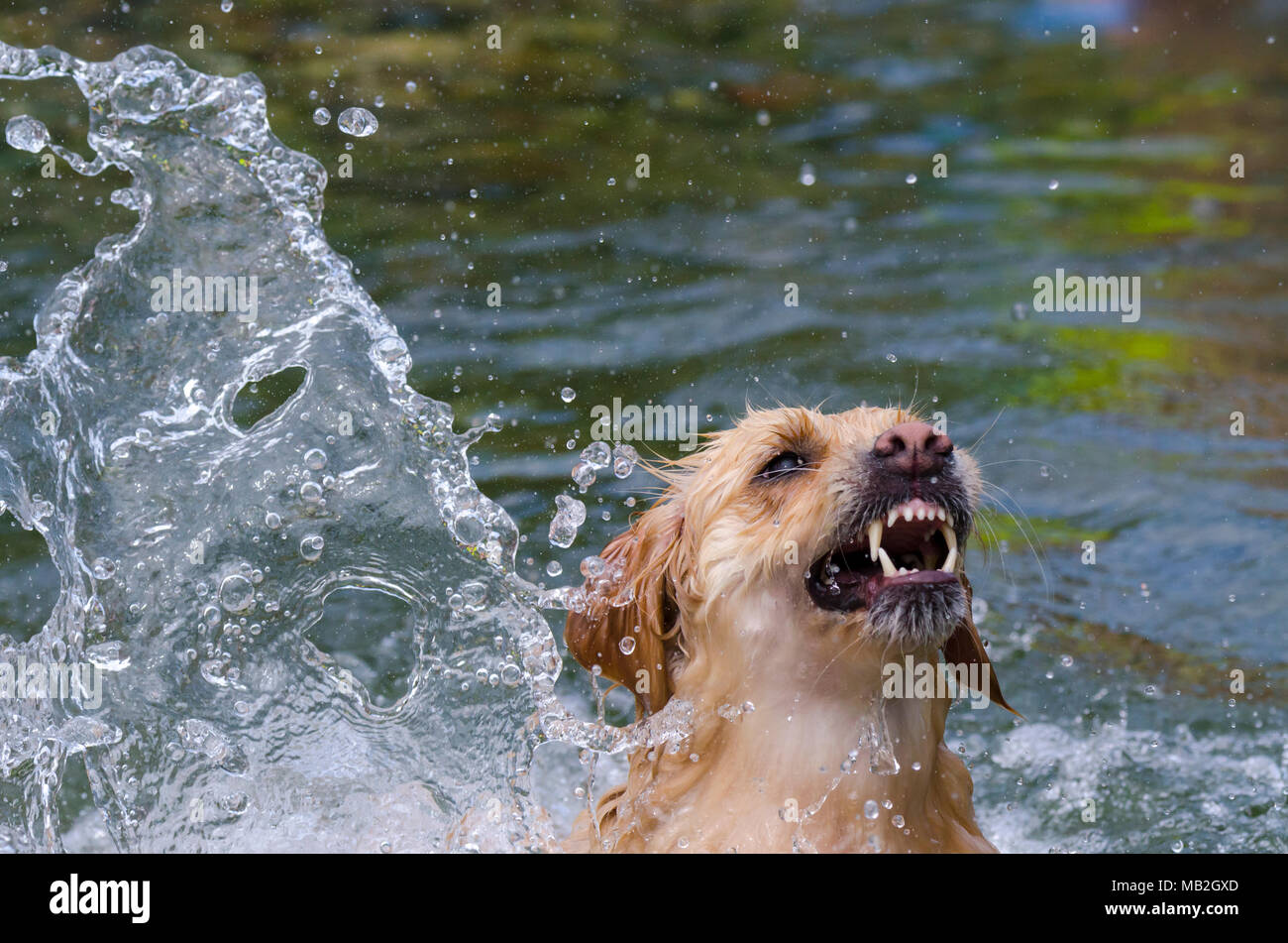 golden retriever running fast in the water of a lake Stock Photo - Alamy