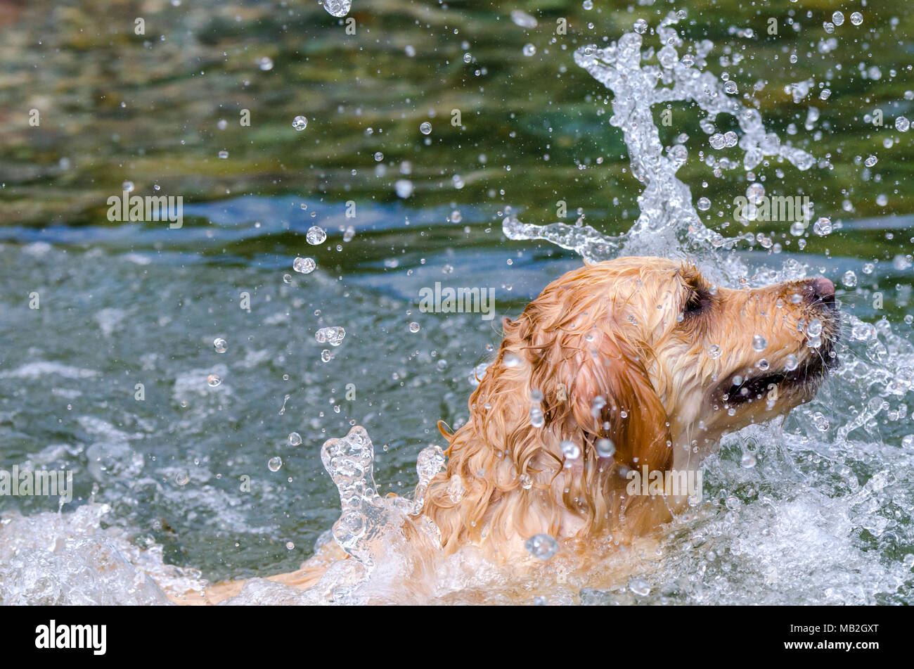 golden retriever running fast in the water of a lake Stock Photo - Alamy