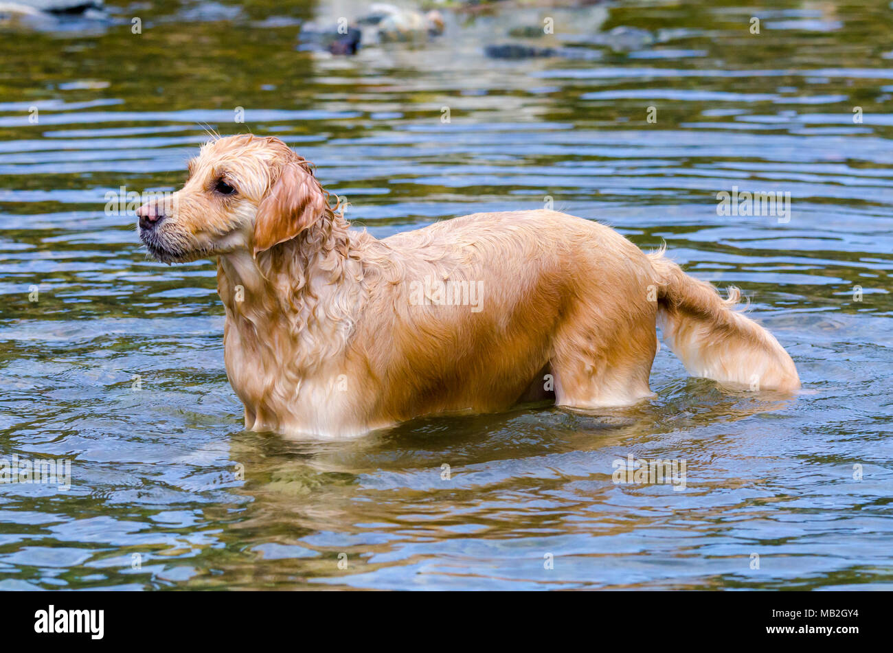 golden retriever running fast in the water of a lake Stock Photo - Alamy