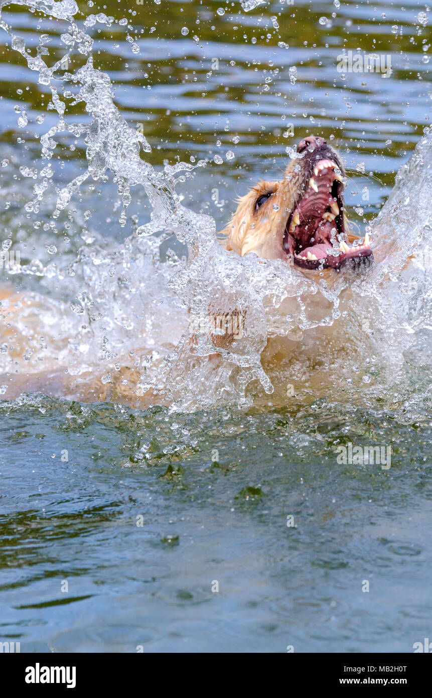 golden retriever running fast in the water of a lake Stock Photo - Alamy