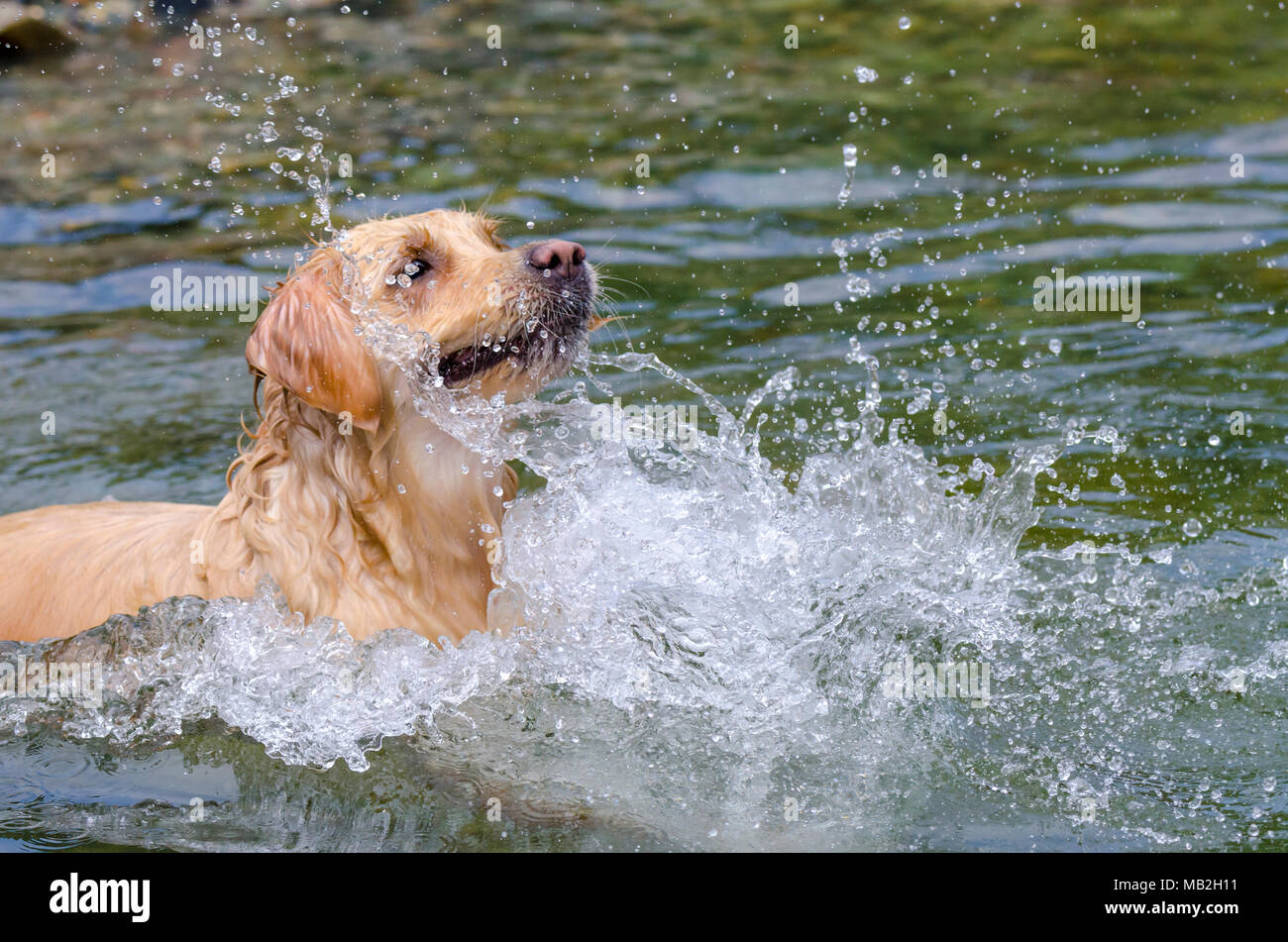 golden retriever running fast in the water of a lake Stock Photo - Alamy