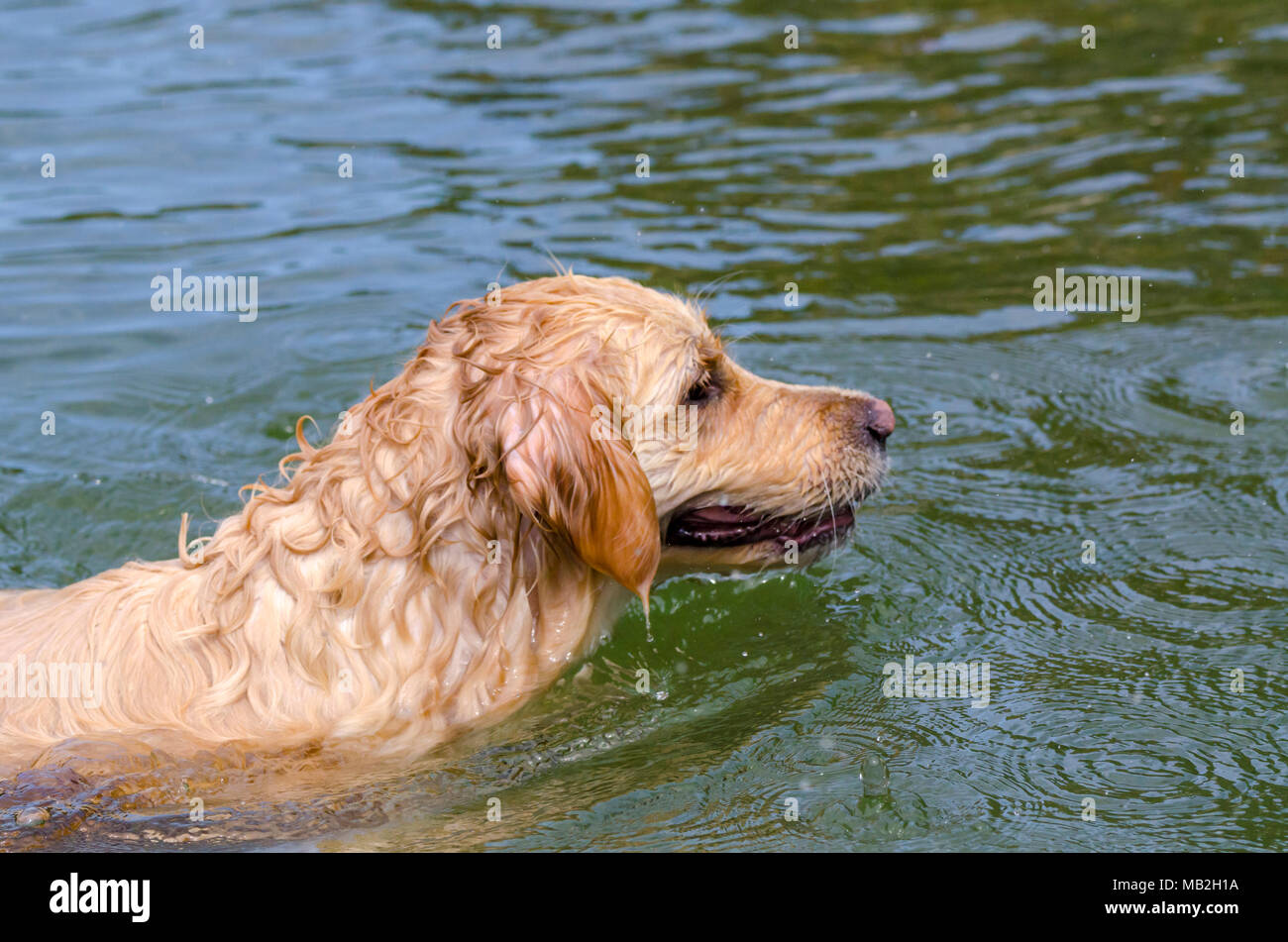 golden retriever running fast in the water of a lake Stock Photo - Alamy