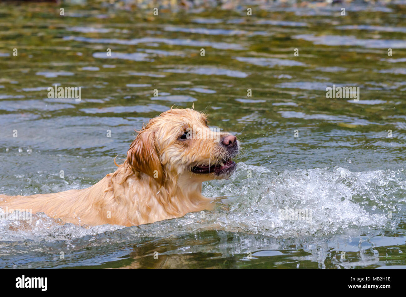 golden retriever running fast in the water of a lake Stock Photo - Alamy