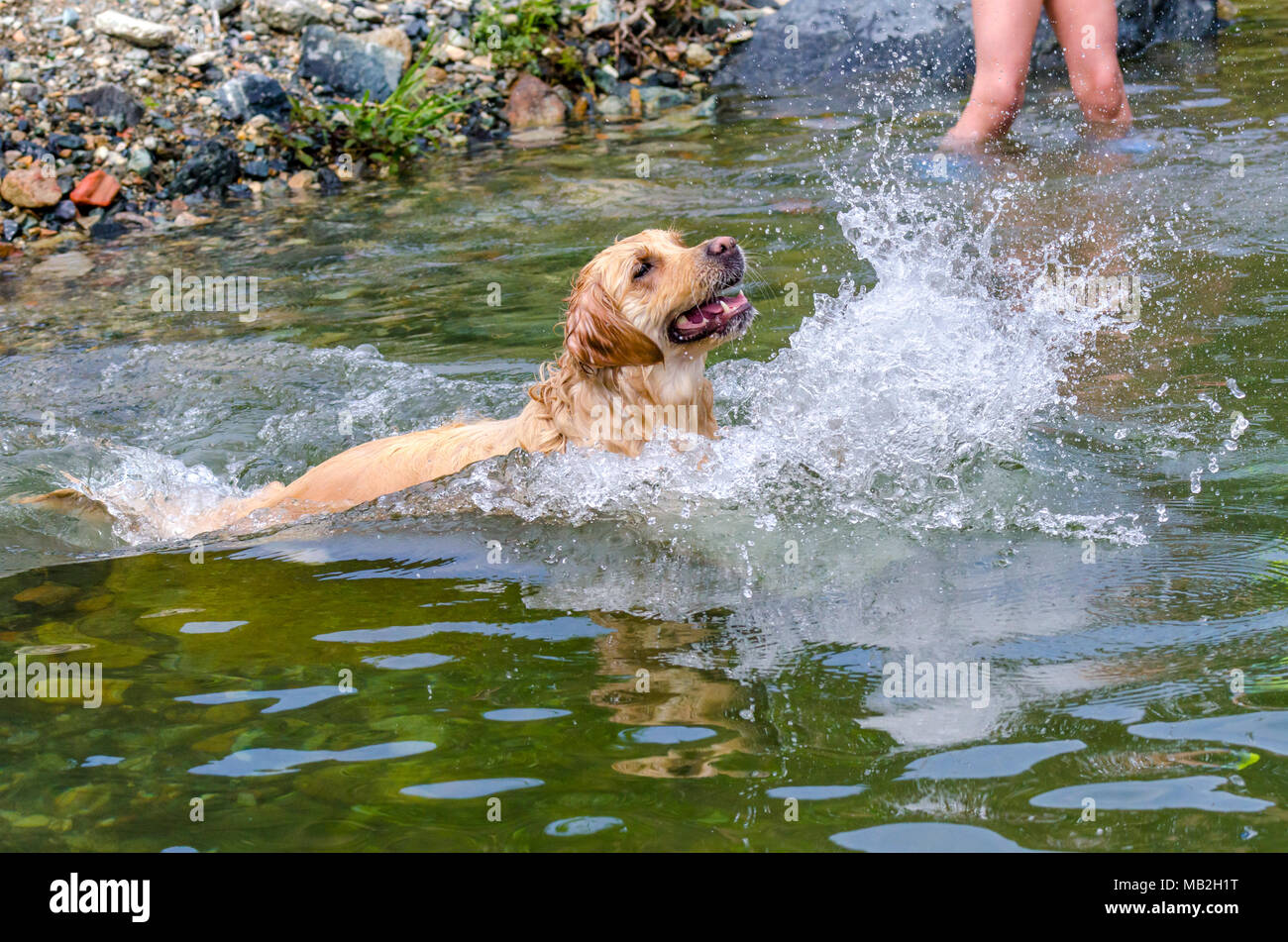 golden retriever running fast in the water of a lake Stock Photo - Alamy