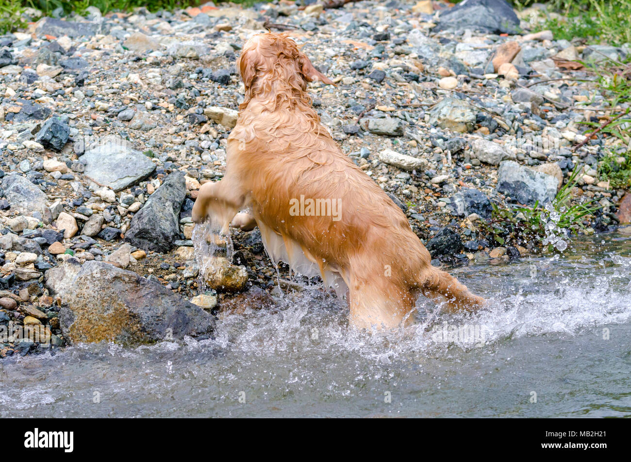 golden retriever running fast in the water of a lake Stock Photo - Alamy
