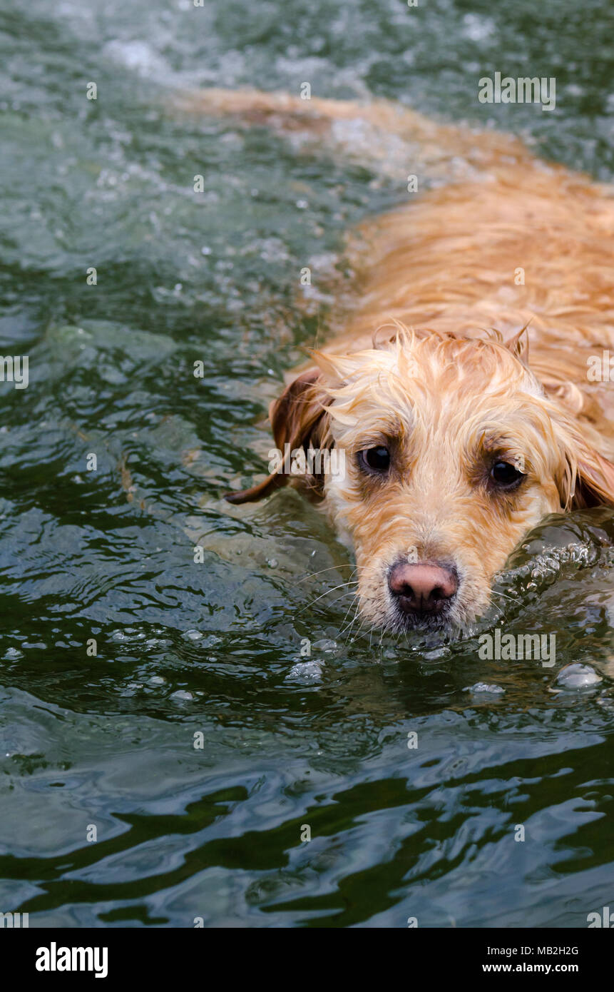 golden retriever running fast in the water of a lake Stock Photo - Alamy