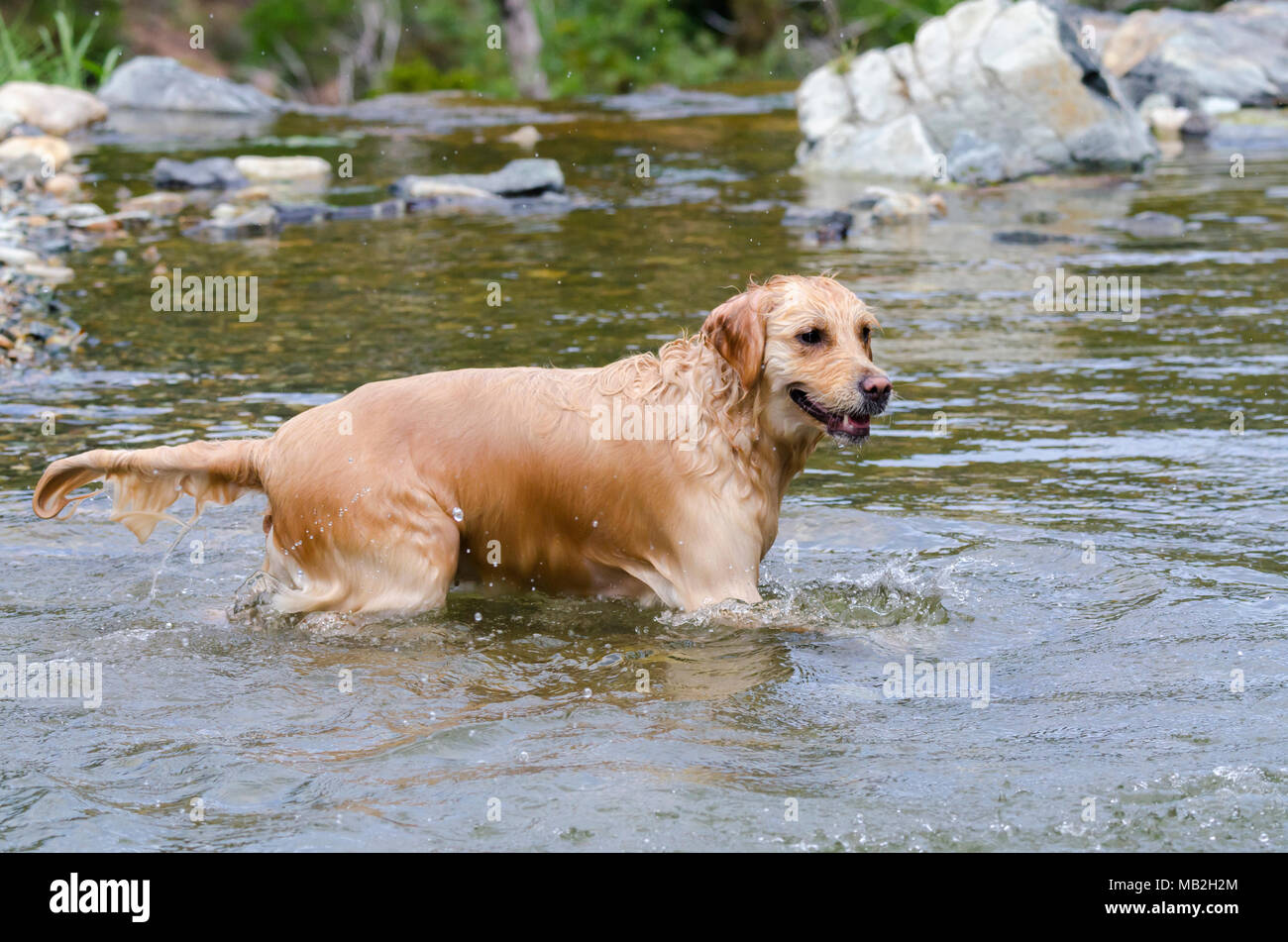 golden retriever running fast in the water of a lake Stock Photo - Alamy