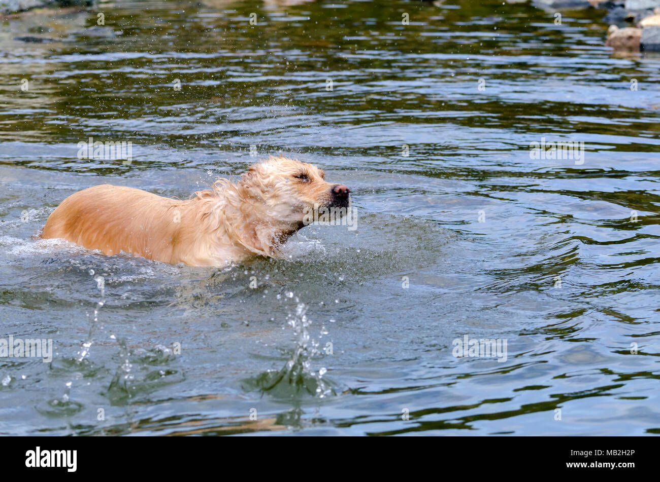 golden retriever running fast in the water of a lake Stock Photo - Alamy