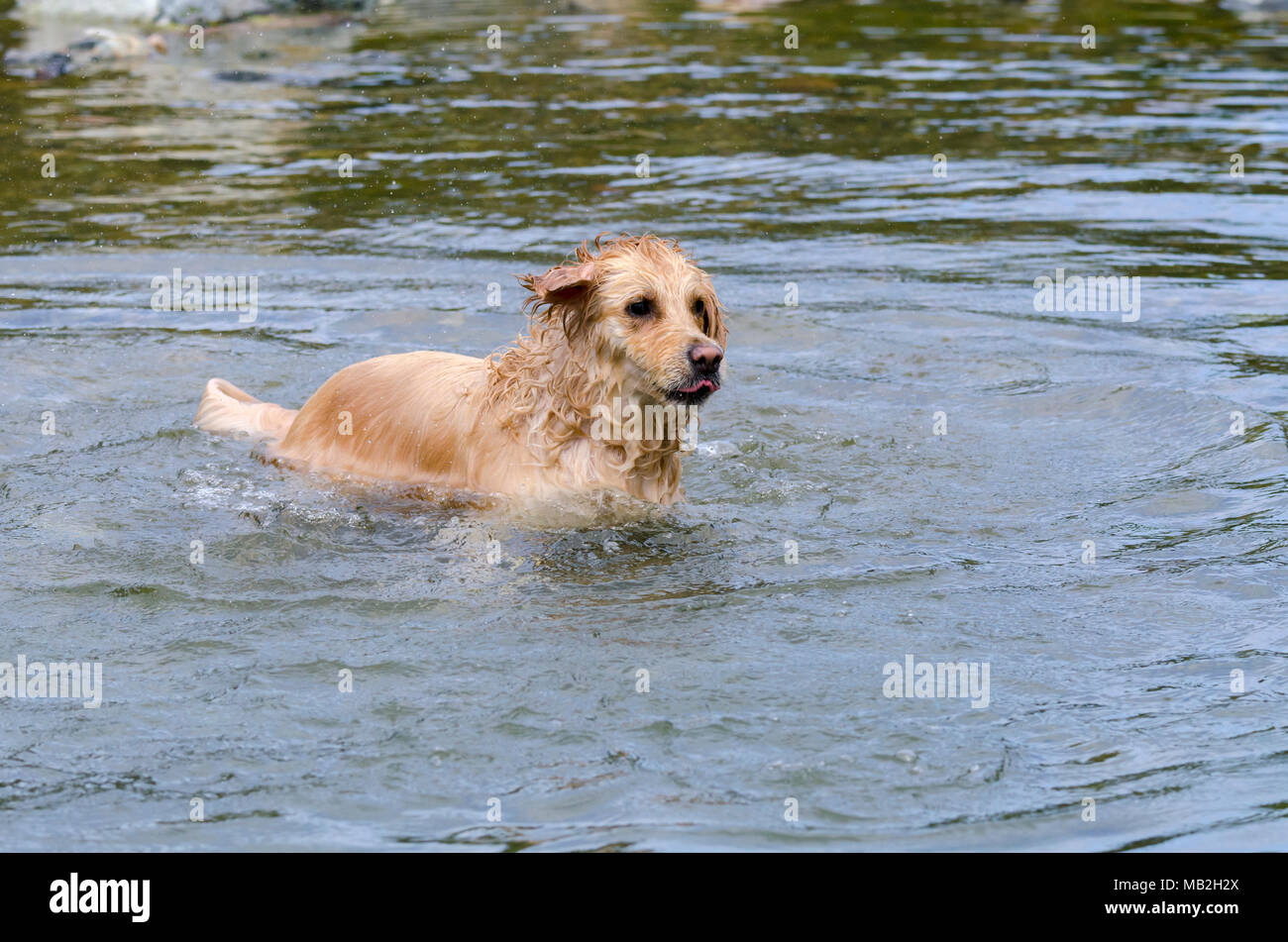 golden retriever running fast in the water of a lake Stock Photo - Alamy