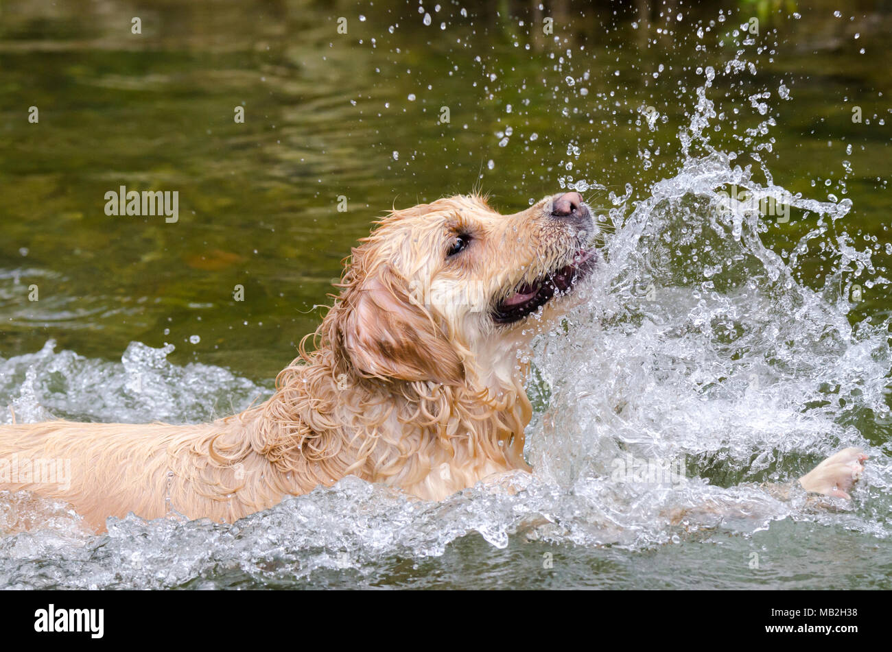 golden retriever running fast in the water of a lake Stock Photo - Alamy