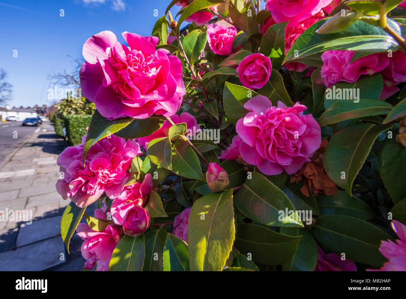 Camelia bush hi-res stock photography and images - Alamy