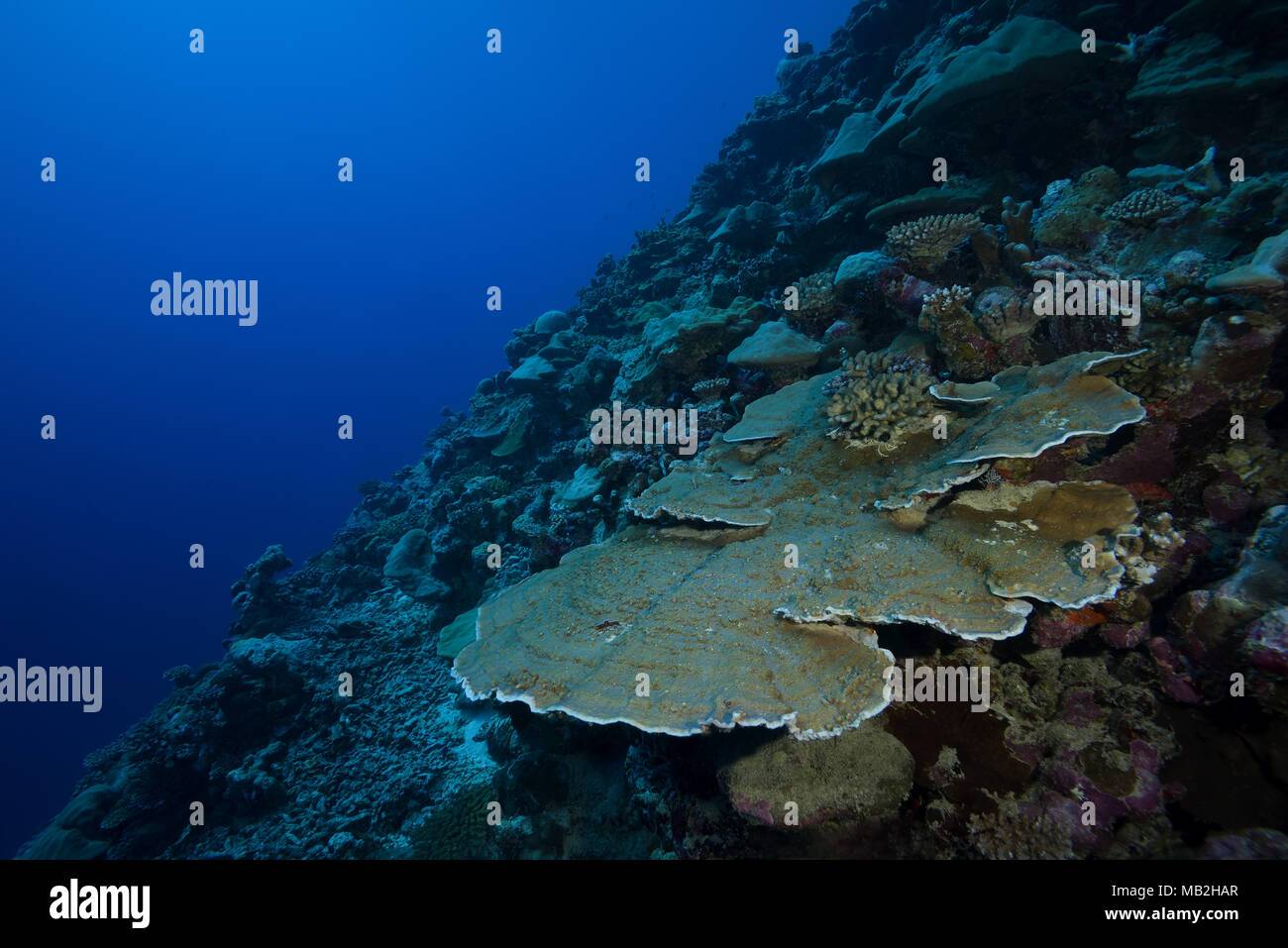 Elephant-nose plate corals or Chinese Lettuce Coral (Mycedium elephantotus) Stock Photo