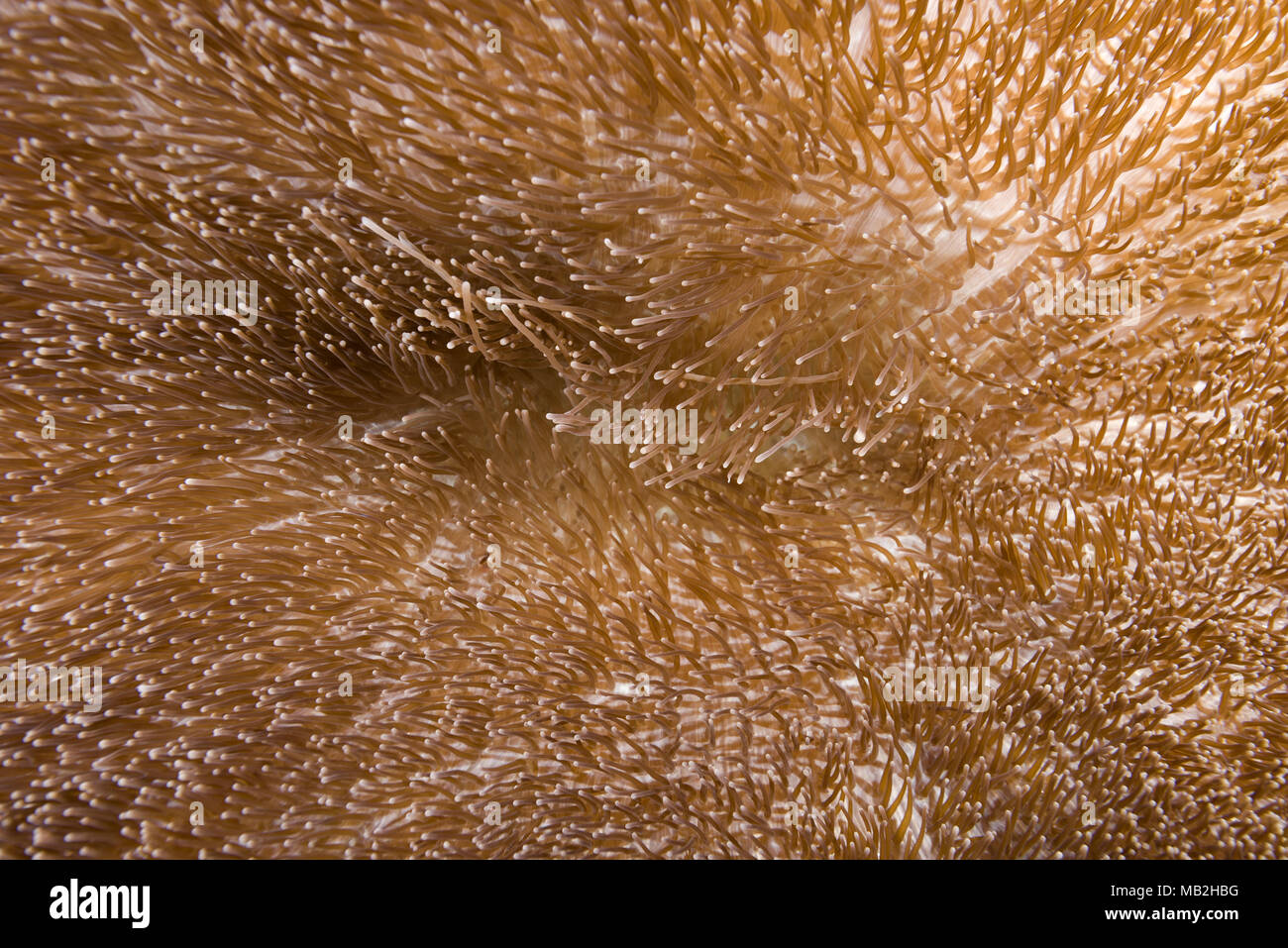 Texture of the Gigantic Sea Anemone or Giant carpet anemone (Stichodactyla gigantea) Stock Photo
