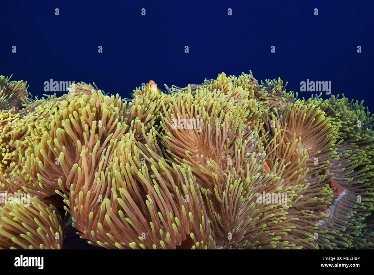 Big beautiful anemone - Magnificent Sea Anemone (Heteractis magnifica) Stock Photo