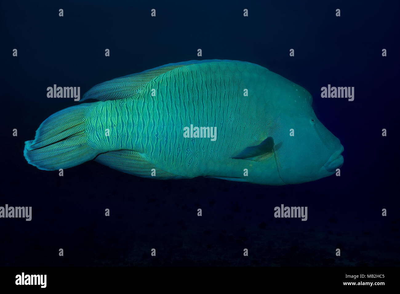 Humphead Wrasse or Napoleonfish (Cheilinus undulatus) swim in th blue water Stock Photo