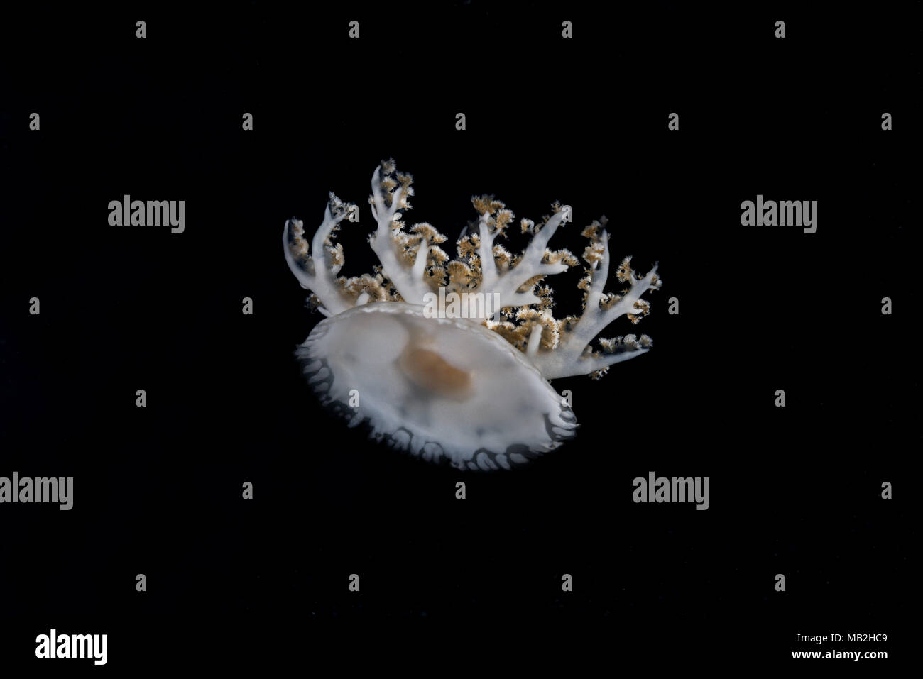 Upside Down Jellyfish (Cassiopea andromeda) in the night Stock Photo