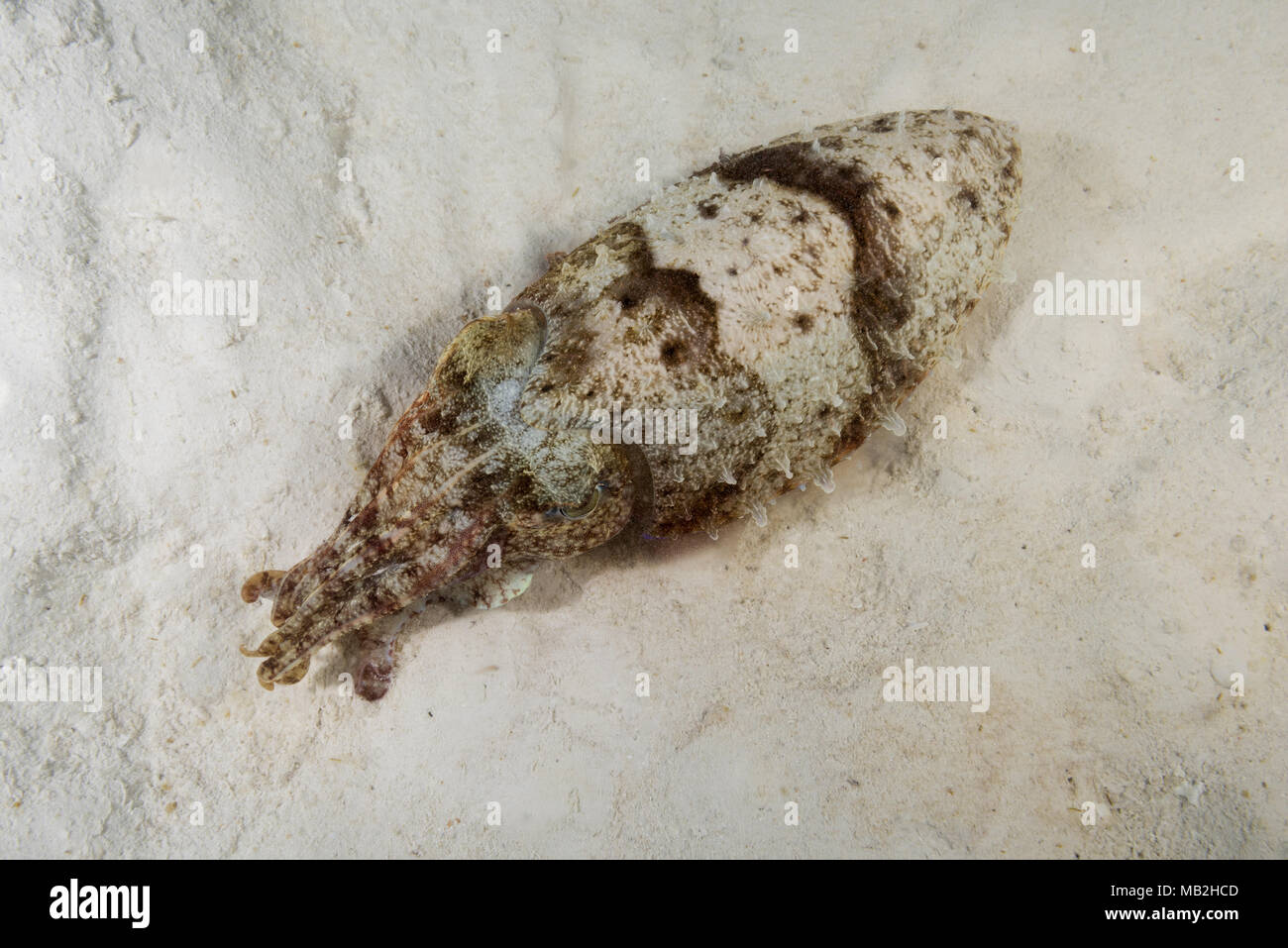 Pharaoh Cuttlefish (Sepia pharaonis) over sandy bottom Stock Photo