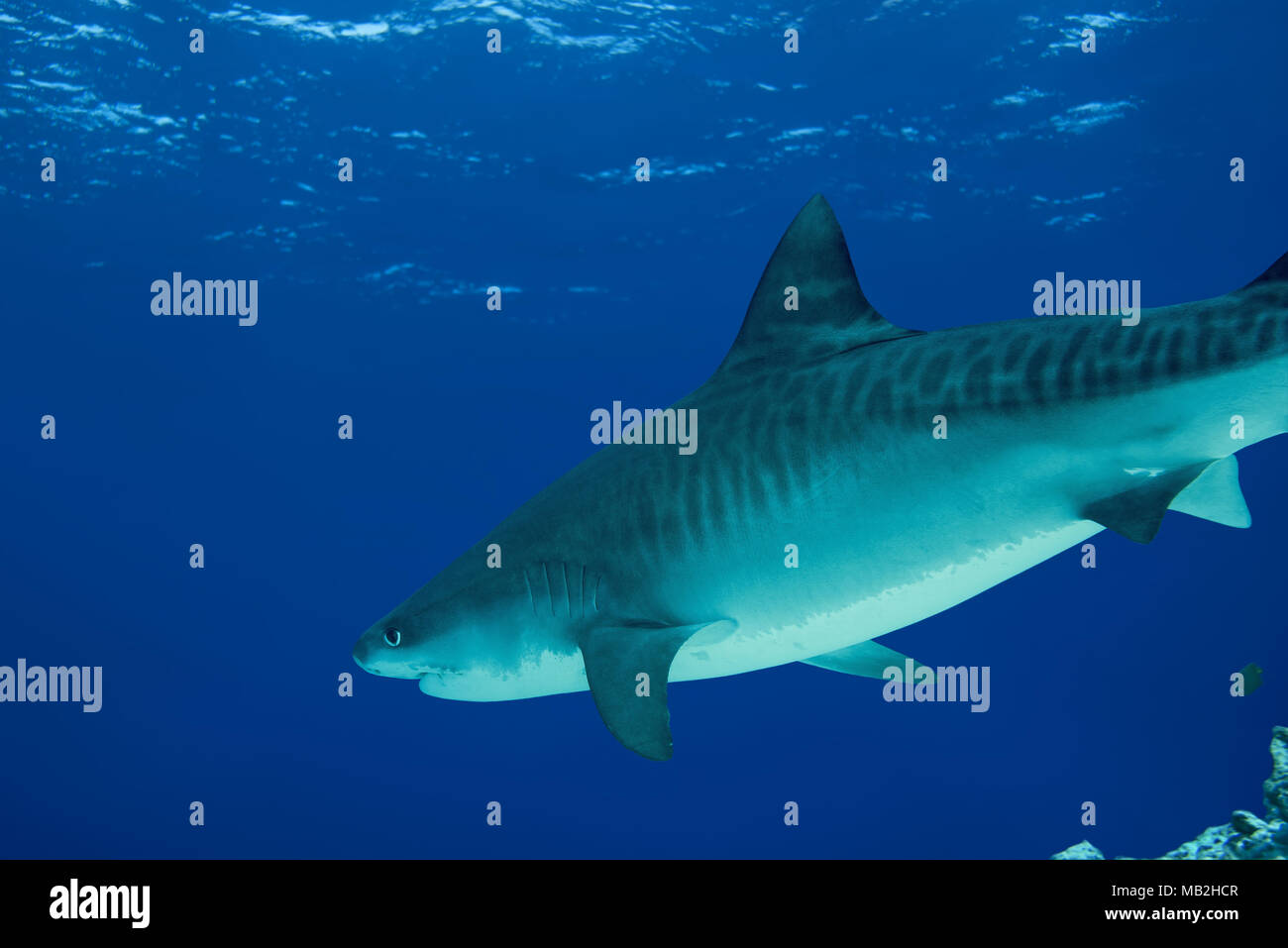 Tiger Shark (Galeocerdo cuvier) swims in the blue water Stock Photo