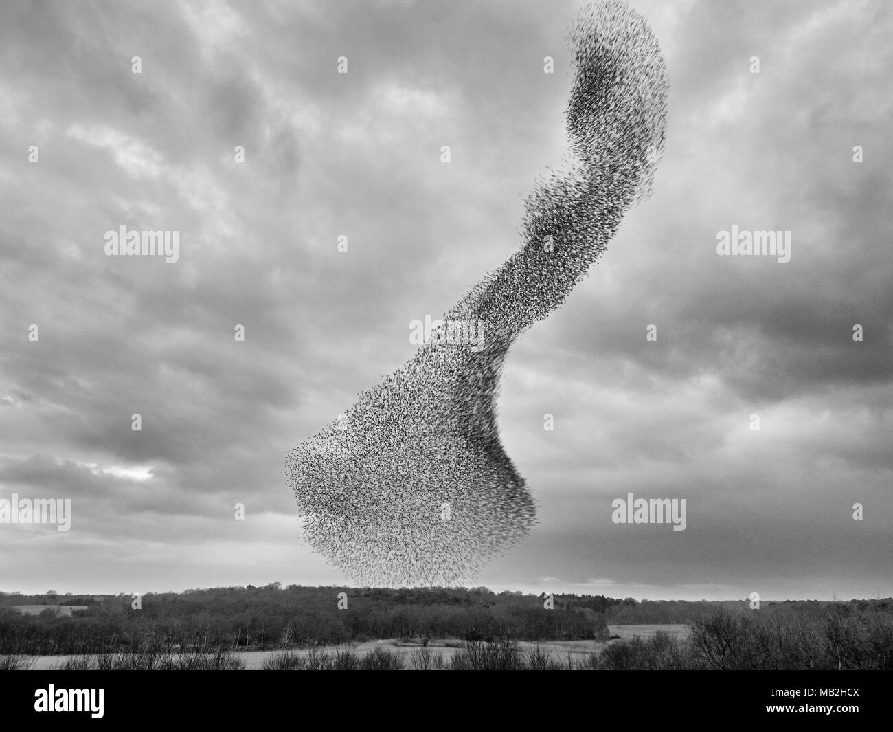 40,000 murmurating Starlings come into roost at Minsmere RSPB Reserve Suffolk February Stock Photo