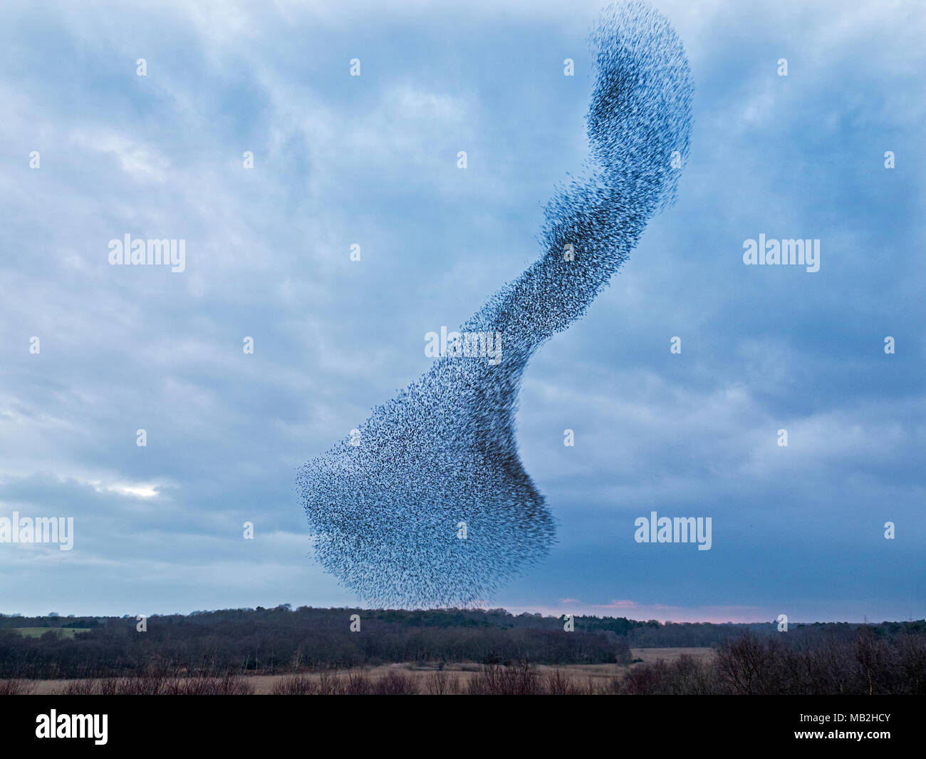 40,000 murmurating Starlings come into roost at Minsmere RSPB Reserve Suffolk February Stock Photo