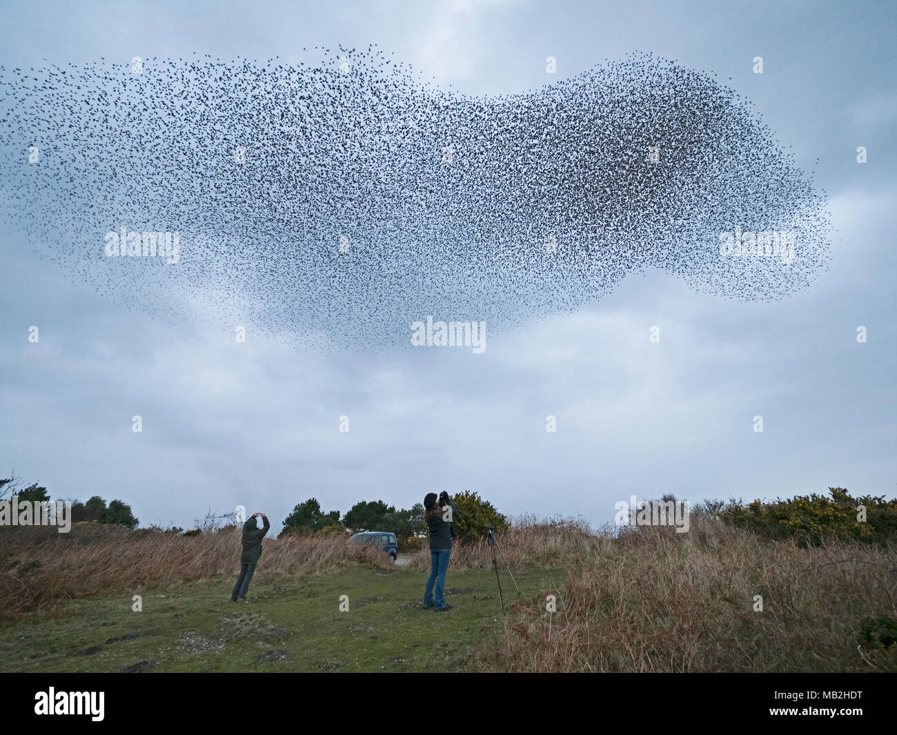 40,000 murmurating Starlings come into roost at Minsmere RSPB Reserve Suffolk February Stock Photo
