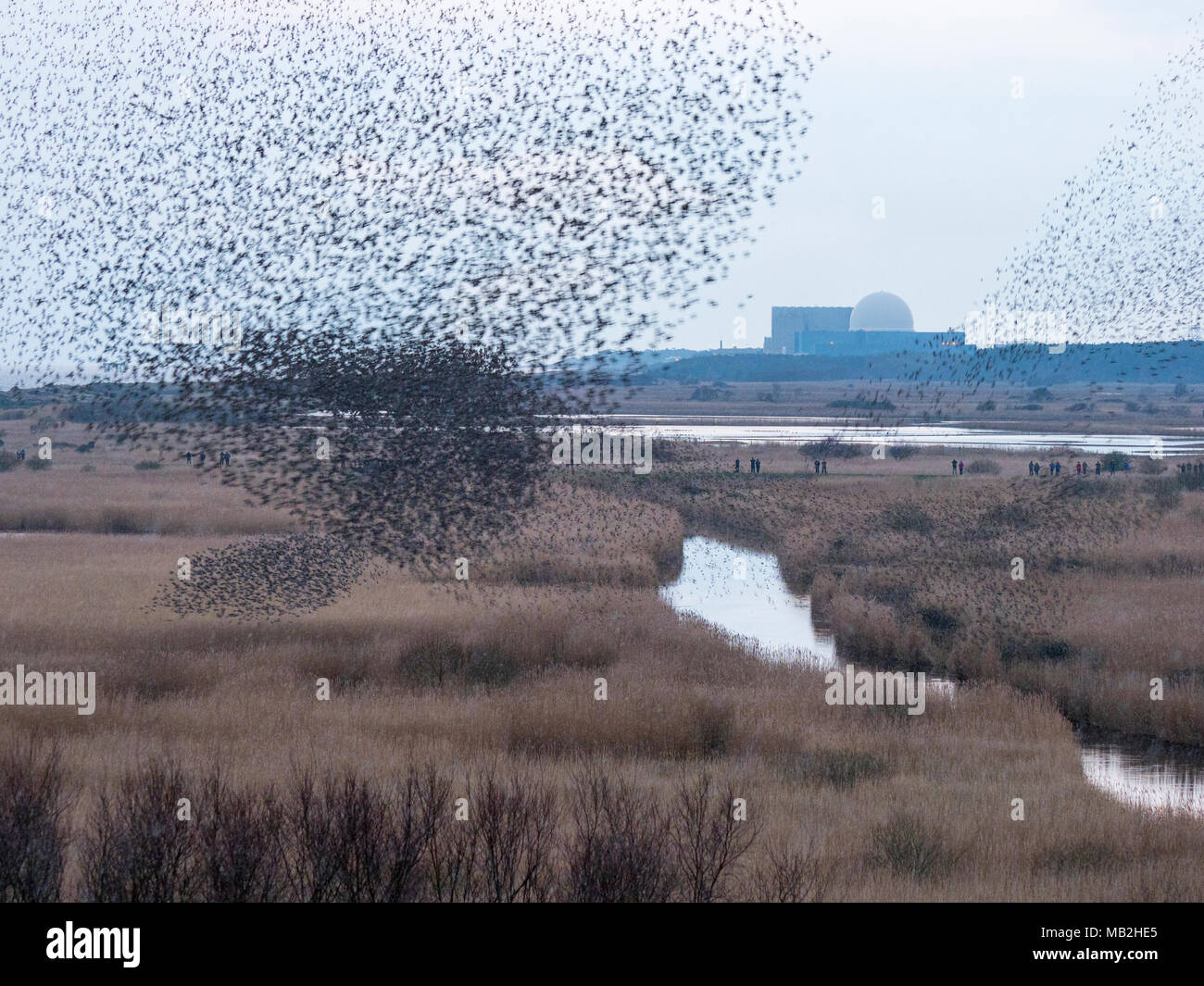 40,000 murmurating Starlings come into roost at Minsmere RSPB Reserve Suffolk February Stock Photo