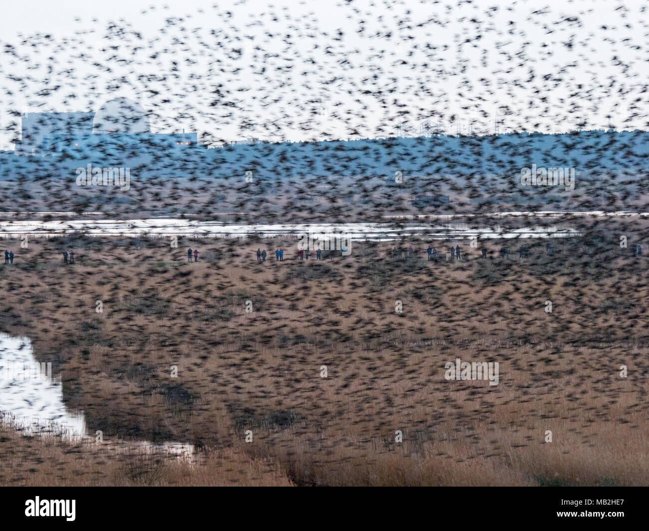 40,000 murmurating Starlings come into roost at Minsmere RSPB Reserve Suffolk February Stock Photo