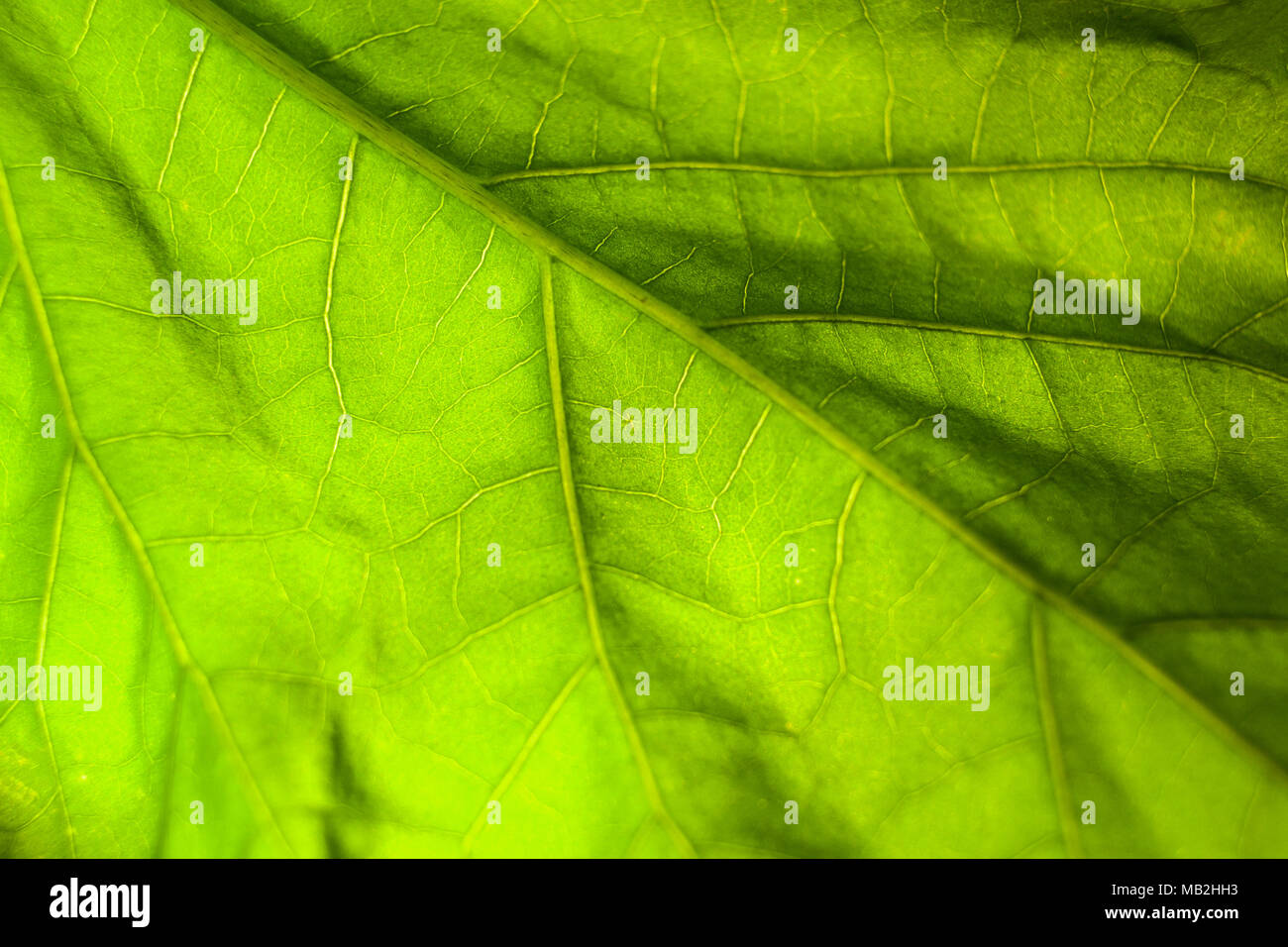 Macro abstract background of bright green leaf with veins Stock Photo ...
