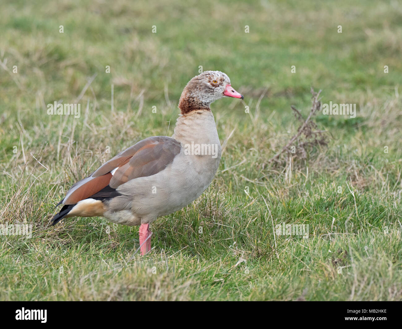 Egyptian Goose Alopochen aegyptiaca adult (grey type - has pale head and weaker mask on face) Salthouse Norfolk Stock Photo