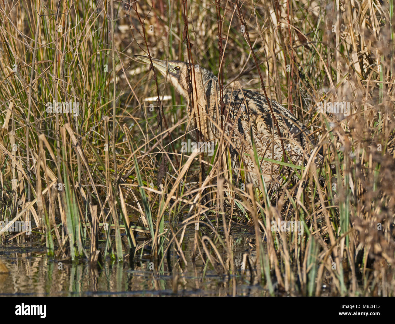 Eurasian Bittern Botaurus stellaris Glaven Valley North Norfolk February Stock Photo