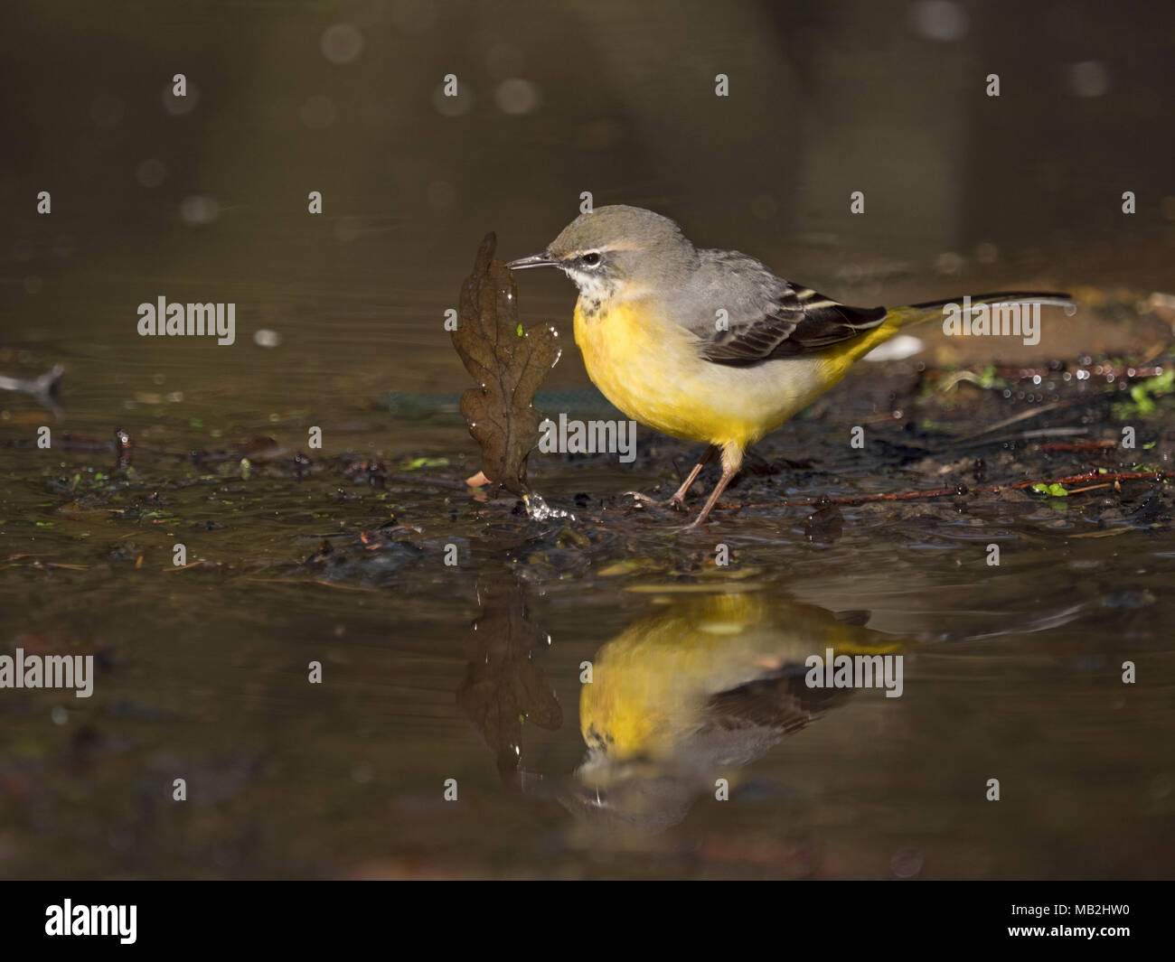 Grey Wagtail Motacilla cinerea winter male turning over leaves to find food on edge of woodland pool North Norfolk February Stock Photo