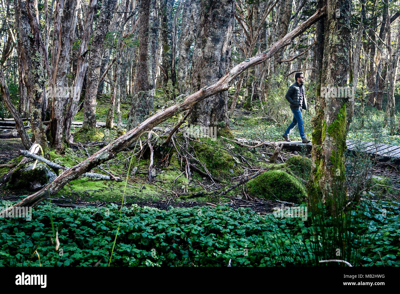 Hike. Subantarctic Forest, man exploring the interior of Ainsworth Bay, PN Alberto de Agostini, Tierra del Fuego, Patagonia, Chile Stock Photo