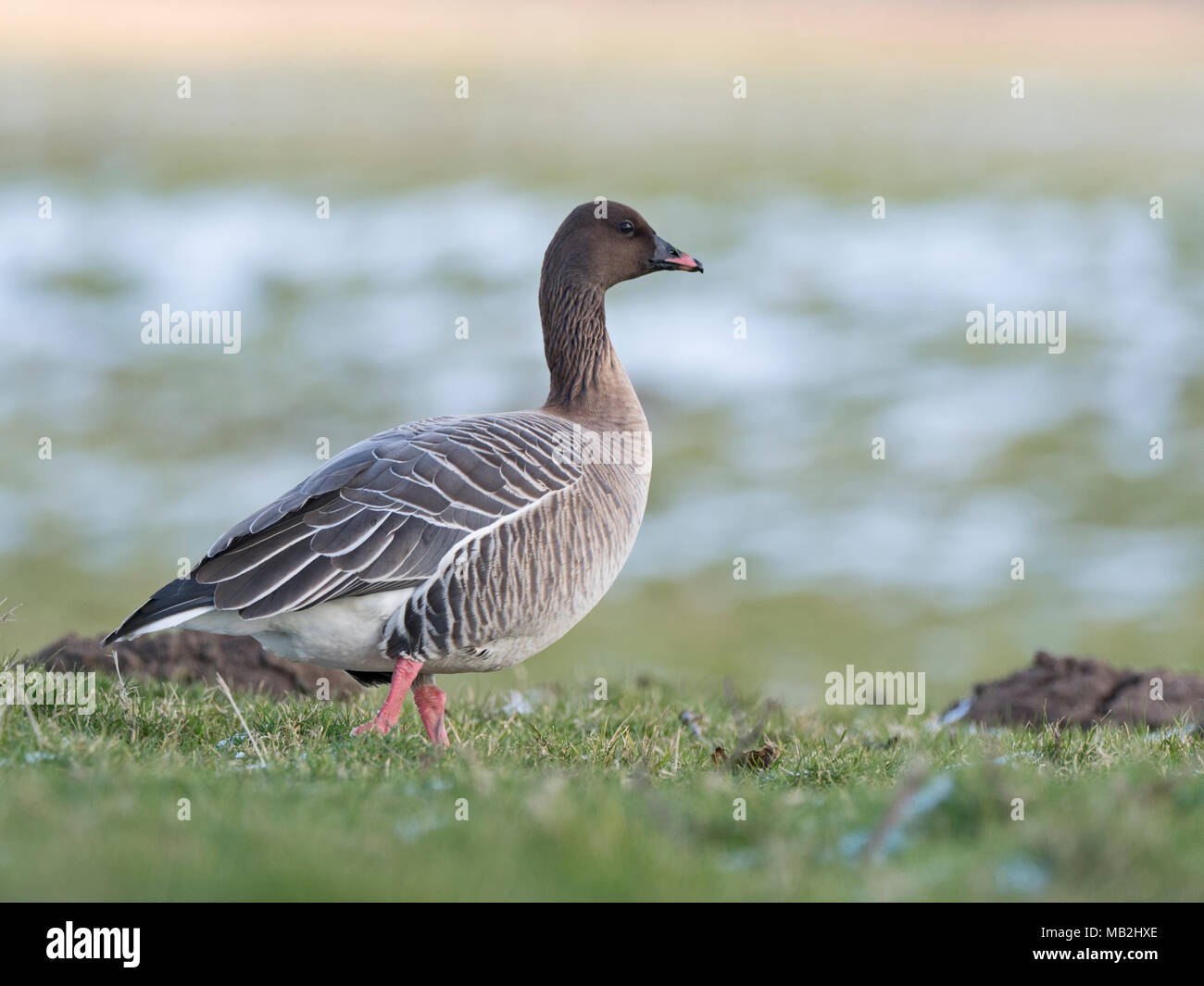 Pink-footed Goose Anser brachyrhynchus Holkham Marshes North Norfolk winter Stock Photo