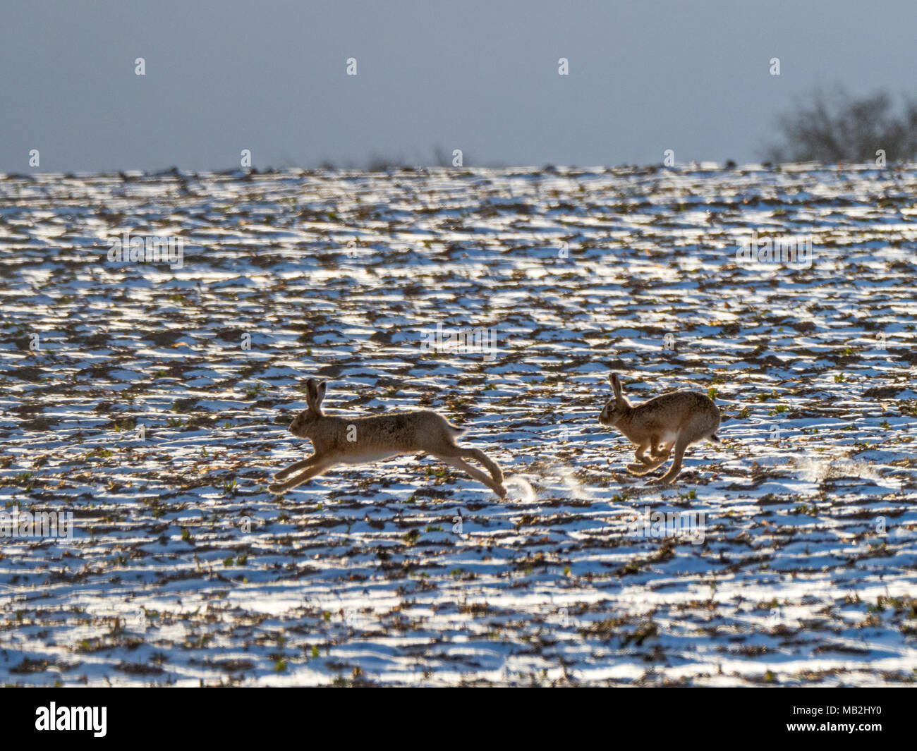 27th February 2018 Two Brown Hares Lepus europeaus chase each other across a snow covered field in winter sunshine at Holkham North Norfolk Stock Photo